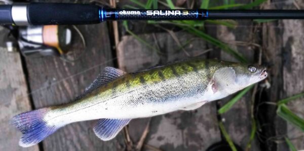 Varalicarenje smudja Okuma Salina